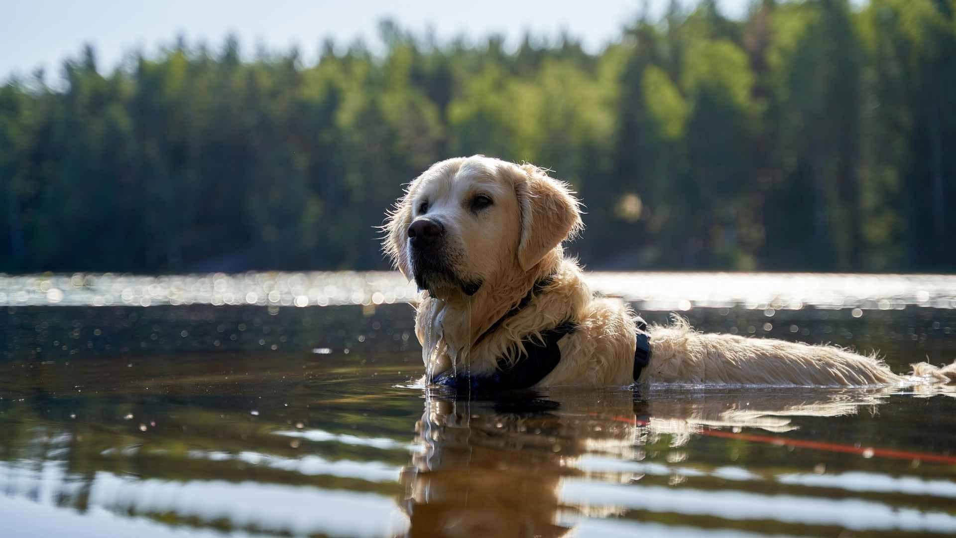 foto de perro que nada